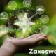 Zaxoswerhez